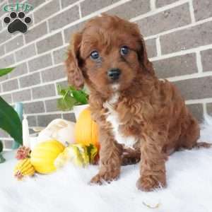 Libby, Cavapoo Puppy